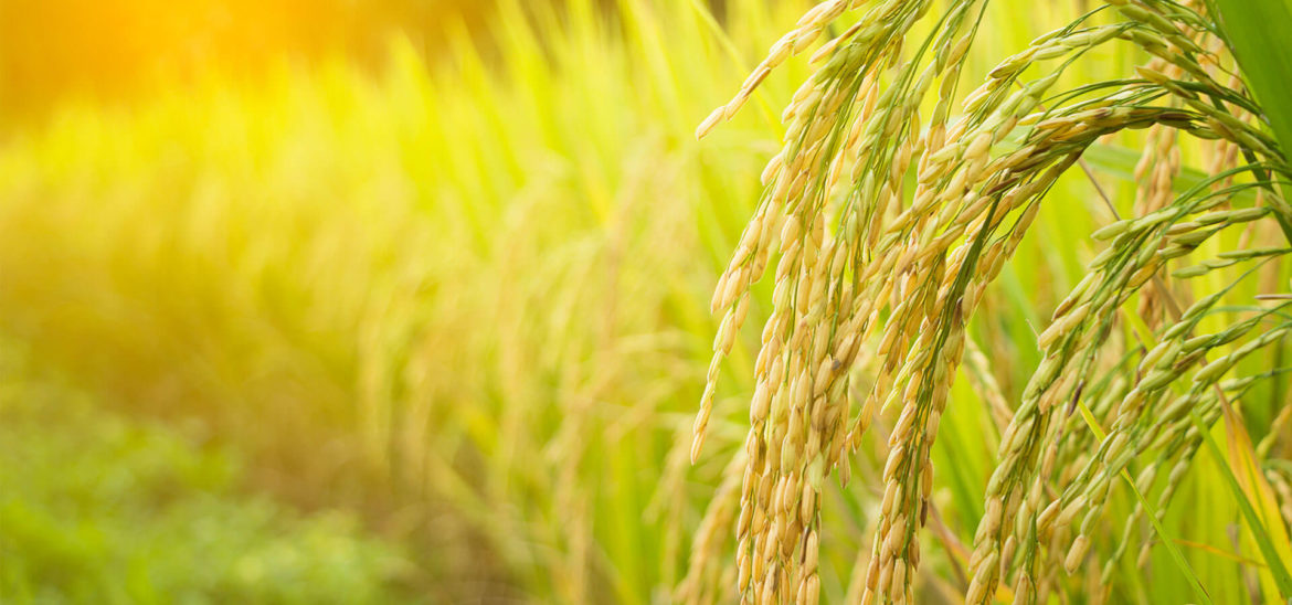 Arroz genéticamente modificado resistente al calor también produce un 20% más de grano.